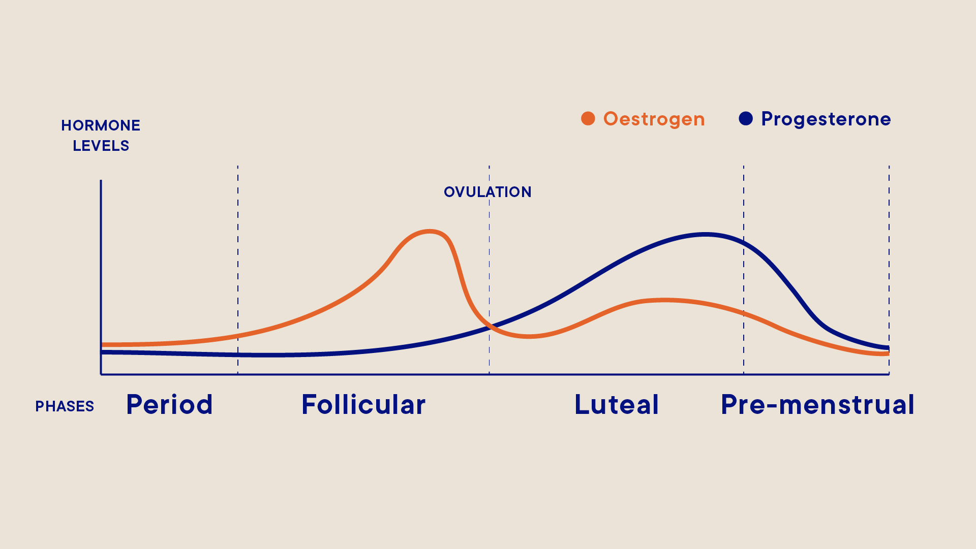 Menstrual Cycle Overview