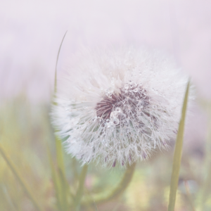 Prolactin (Blood Draw Add-On)