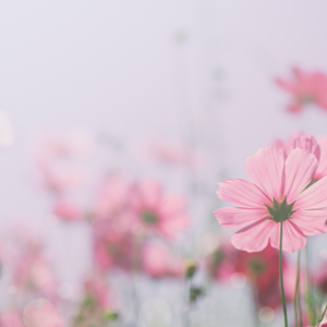 Homocysteine (Blood Draw Add-On)