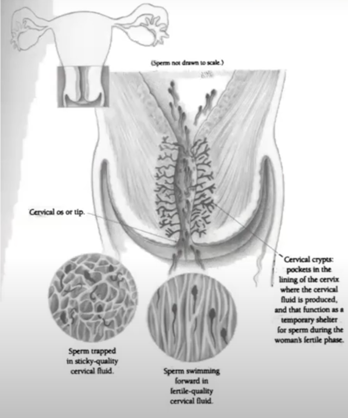 Cervical Crypts