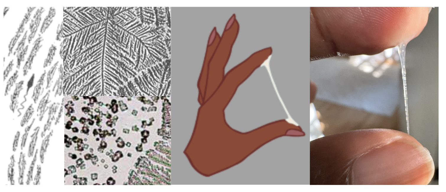 Peak Type Cervical Mucus