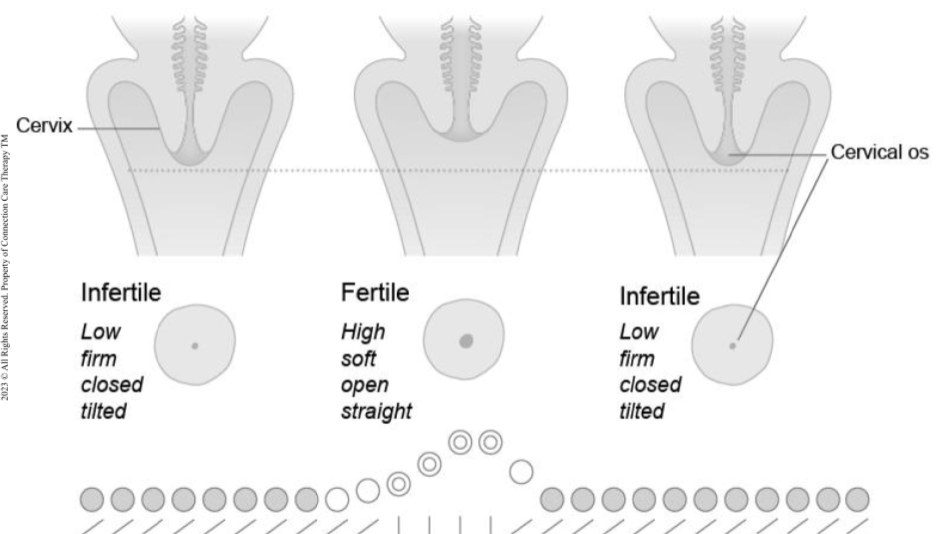 Cervical Position Changes